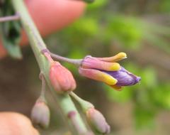 Heliophila linearis linearis