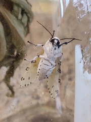 Hypercompe trinitatis