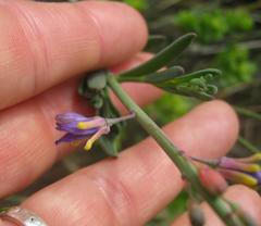 Heliophila linearis linearis