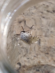 Hypercompe trinitatis