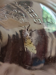 Hypercompe trinitatis