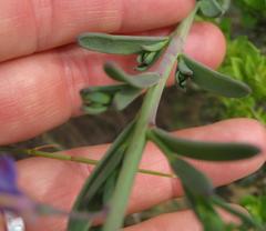 Heliophila linearis linearis