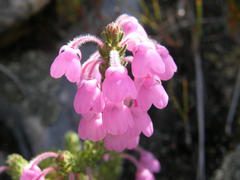 Erica nervata