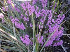 Erica nervata