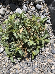 Penstemon petiolatus