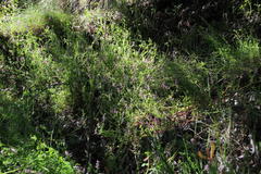 Fumaria muralis muralis