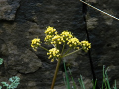 Lomatium salmoniflorum