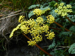 Lomatium salmoniflorum