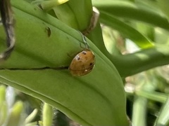 Harmonia axyridis