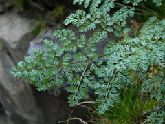 Lomatium salmoniflorum