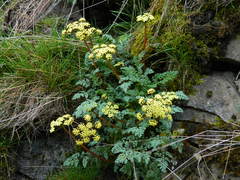 Lomatium salmoniflorum
