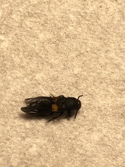 Platydracus fossator