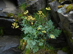 Lomatium salmoniflorum