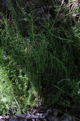 Fumaria muralis muralis