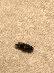 Platydracus fossator