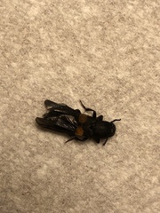 Platydracus fossator
