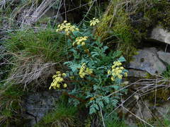 Lomatium salmoniflorum