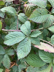 Rubus oklahomus