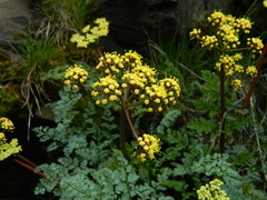 Lomatium salmoniflorum
