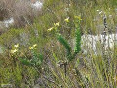 Osteospermum polygaloides polygaloides