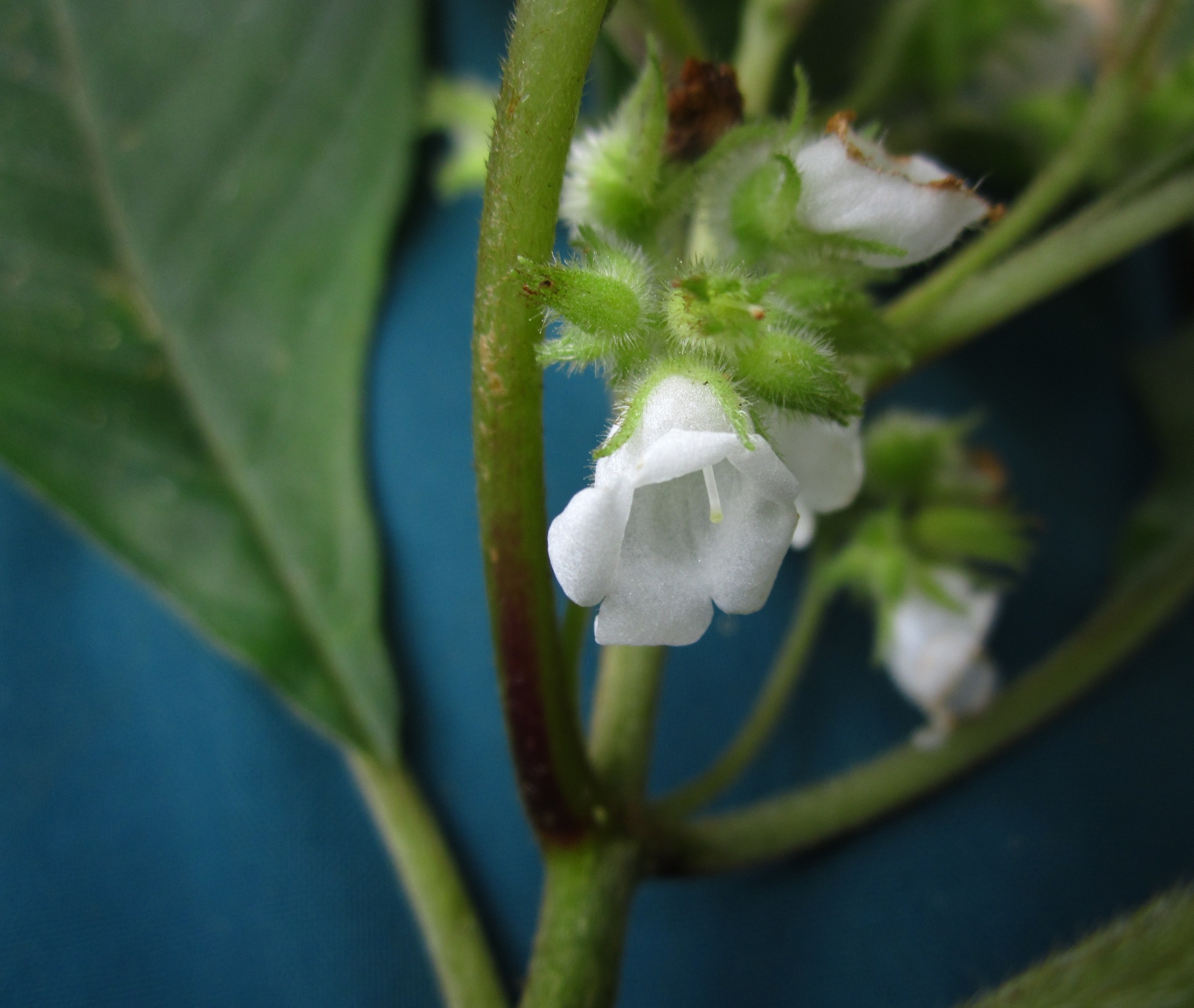Streptocarpus campanulatus