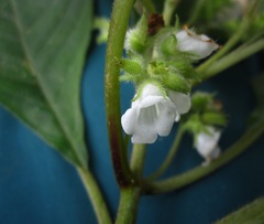 Image of Streptocarpus campanulatus