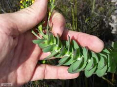 Osteospermum polygaloides polygaloides