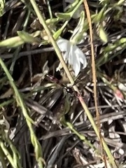 Ocyptamus fuscipennis