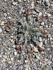 Astragalus amphioxys
