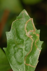 Liriomyza eupatorii