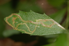 Liriomyza eupatorii