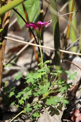 Oxalis heterophylla