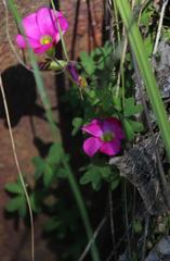 Oxalis heterophylla