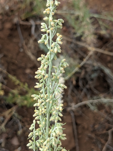 Image of Carruth's Sagewort (Artemisia carruthii) by (c) Dominic Gentilcore, some rights reserved (CC BY)