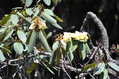 Rhododendron lacteum