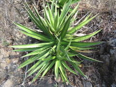 Agave angustiarum