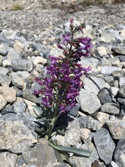 Penstemon confusus