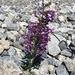 Owens Valley Beardtongue - Photo (c) lonnyholmes, some rights reserved (CC BY-NC), uploaded by lonnyholmes