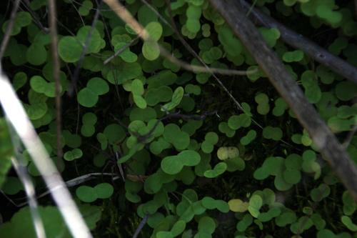 Oxalis dregei (Oxalis dregei)