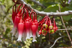 Satyria warszewiczii