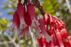 Satyria warszewiczii