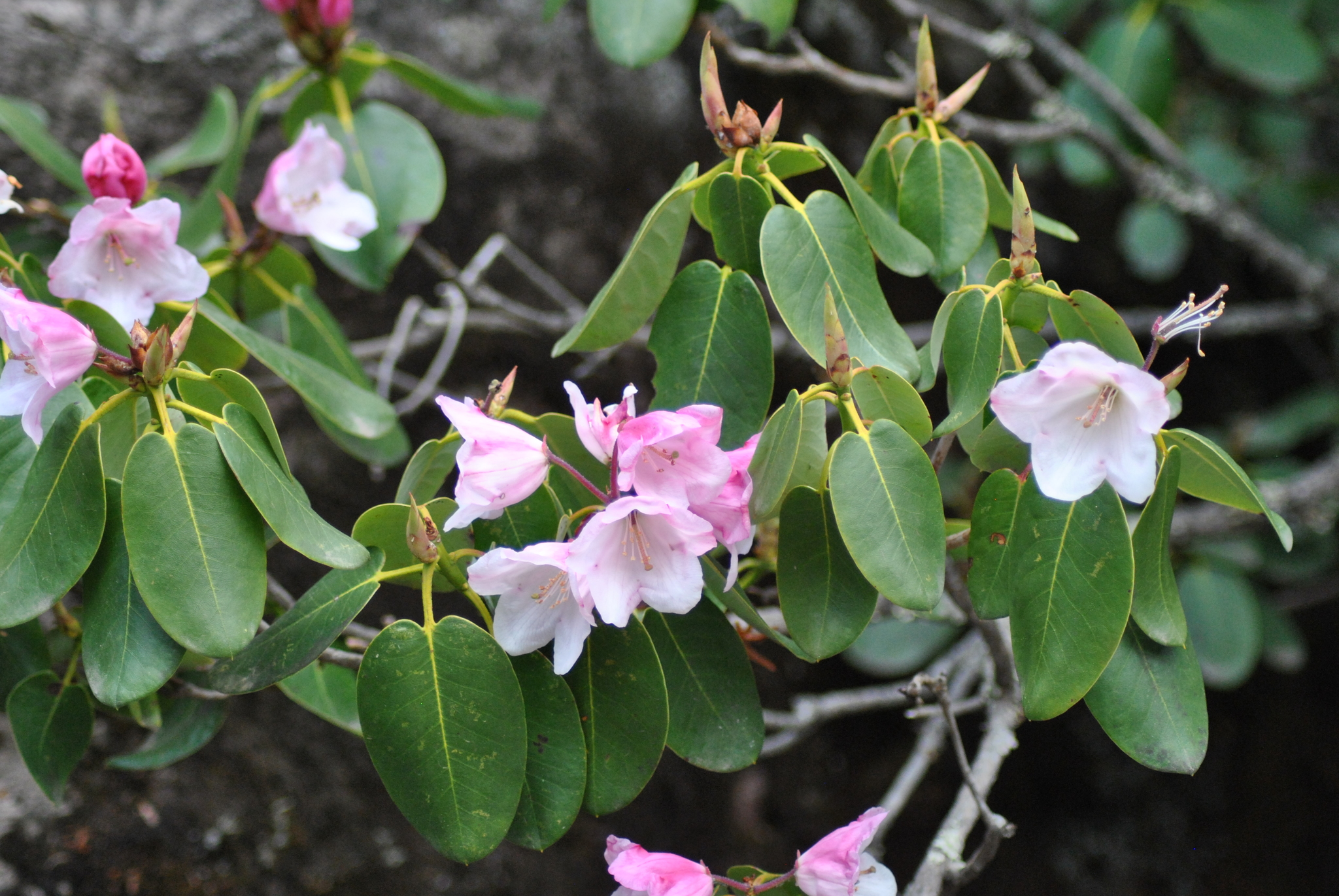Rhododendron souliei  iNaturalist