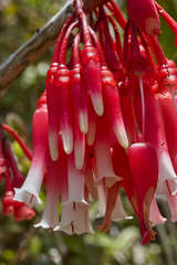 Satyria warszewiczii