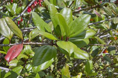 Satyria warszewiczii