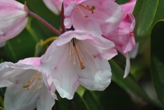 Rhododendron souliei
