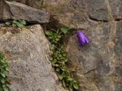 Campanula arvatica