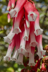 Satyria warszewiczii