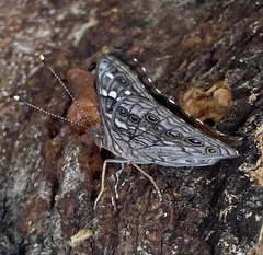 Asterocampa leilia