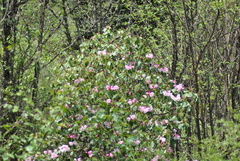 Rhododendron souliei