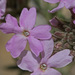 Prairie Verbena - Photo (c) Jerry Oldenettel, some rights reserved (CC BY-NC-SA)